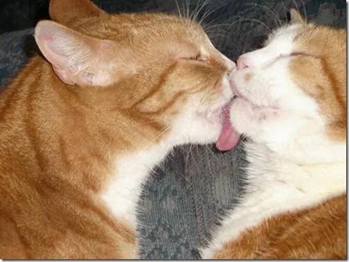 Besos de gatos, fotos y gifs animados | Busco Imágenes Besos de gatos, fotos y gifs animados | Busco Imágenes