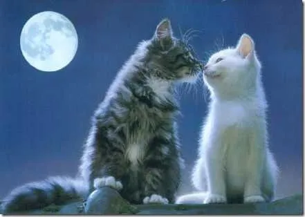 Besos de gatos, fotos y gifs animados | Busco Imágenes Besos de gatos, fotos y gifs animados | Busco Imágenes
