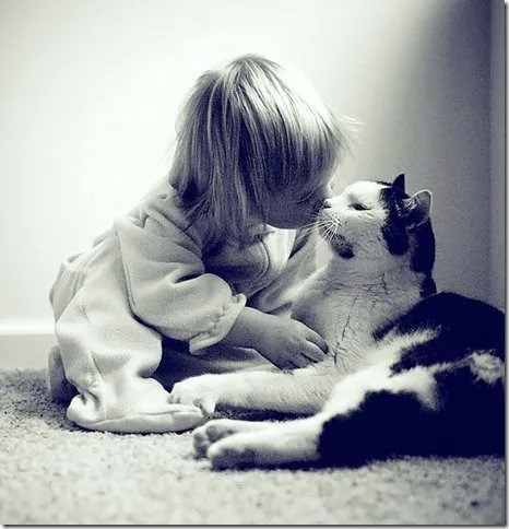 Tiernas De Gatos Dándose Besos Besándose Perro Dando Un Beso ... Tiernas De Gatos Dándose Besos Besándose Perro Dando Un Beso ...