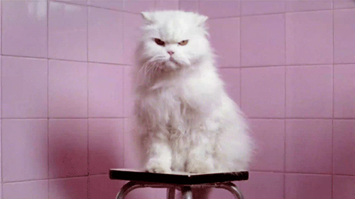 Busco Imágenes: Gifs divertidos de gatos y gatitos Busco Imágenes: Gifs divertidos de gatos y gatitos