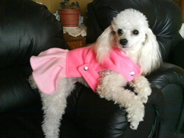 Busco novio para mi poodle toy - Comunidad Mascotadictos Busco novio para mi poodle toy - Comunidad Mascotadictos