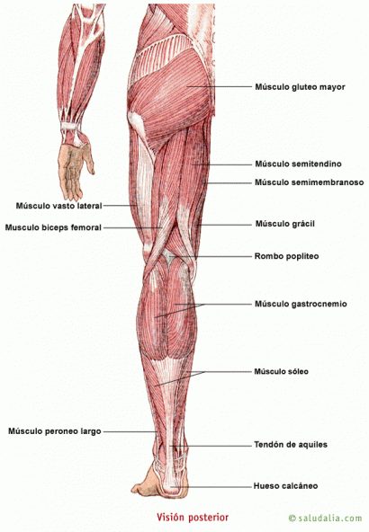 Búsqueda de información médica (Miembro Posterior • ) Búsqueda de información médica (Miembro Posterior • )