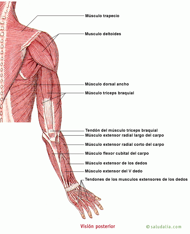 Búsqueda de información médica (Miembro Posterior • ) Búsqueda de información médica (Miembro Posterior • )