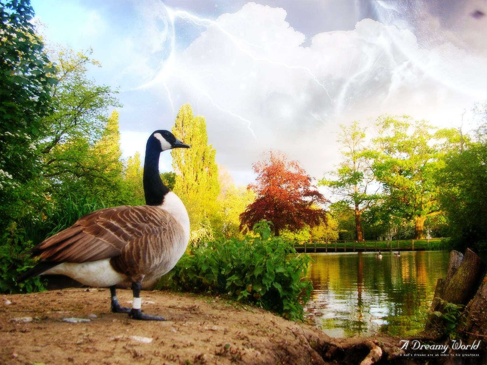 ... fondos de corazones de colores fondos de color azul paisajes con patos ... fondos de corazones de colores fondos de color azul paisajes con patos