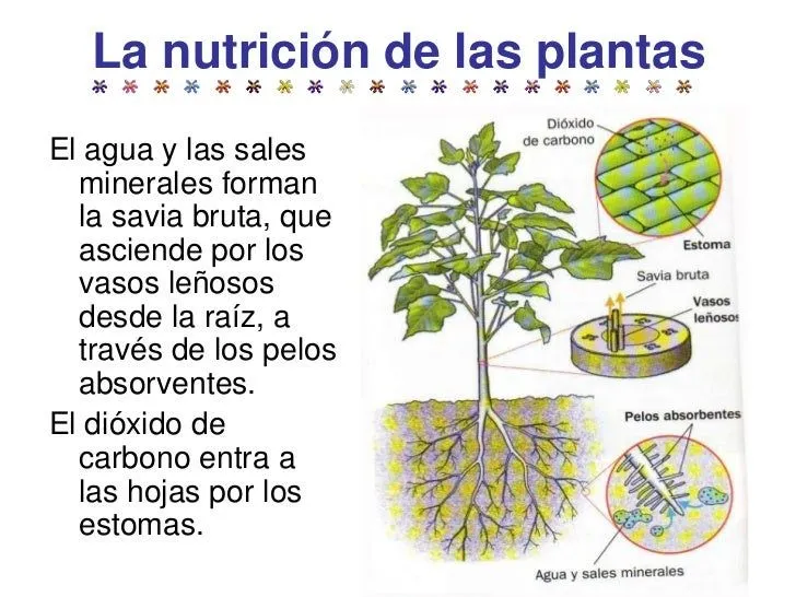 c-medio-las-plantas-tercer- ...