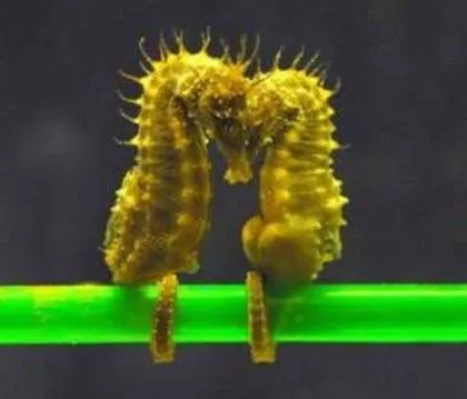 El Caballito de Mar | Los animales me hablan