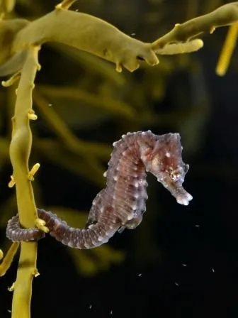 Los caballitos de mar en cautiverio | CABALLITODEMARPEDIA