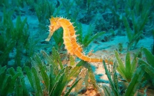 El enigmático y amenazado mundo de los caballitos de mar - Taringa!