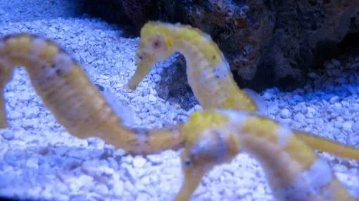 Decomisan en Panamá 20 mil caballitos de mar disecados procedentes ... Decomisan en Panamá 20 mil caballitos de mar disecados procedentes ...