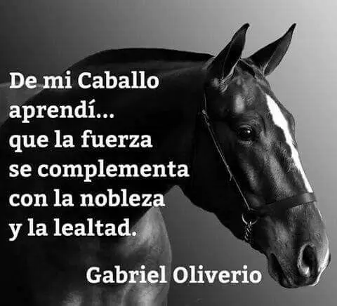 De mi caballo aprendí. .. | Frases | Pinterest