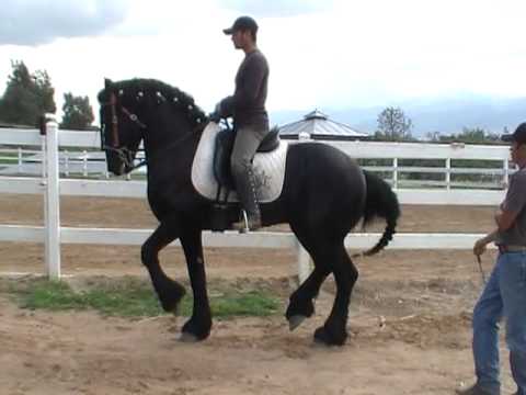 caballo bailador marquitos frisian - YouTube