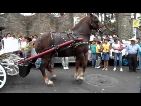 Caballo bailando con carreta - YouTube