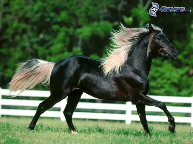 Caballo negro con blanco - Imagui