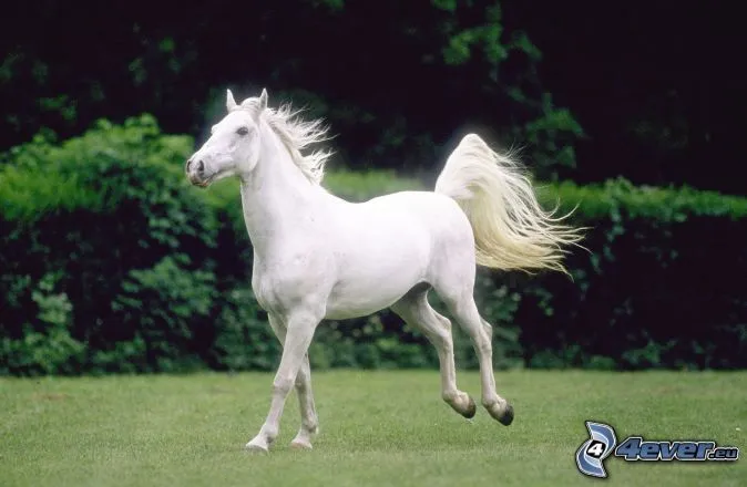 Caballo blanco