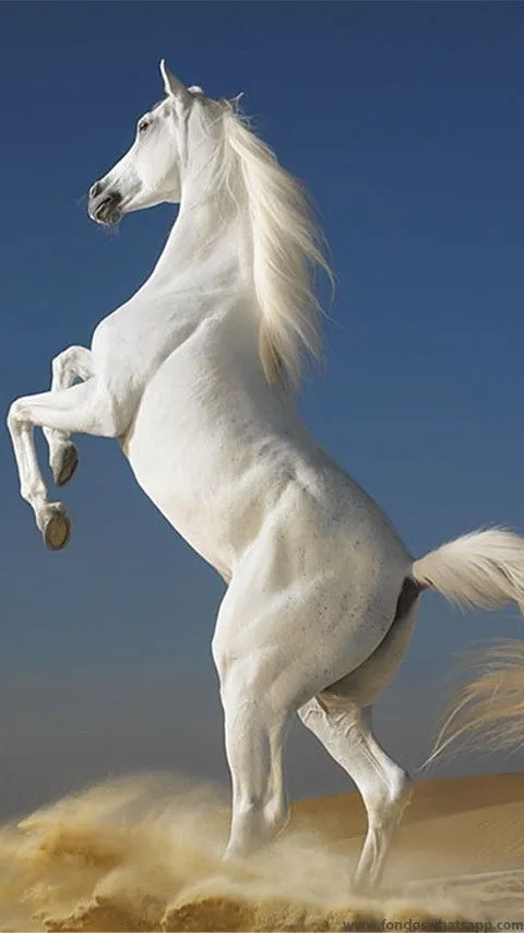 Caballo blanco | Beautiful animal | Pinterest