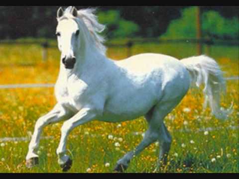 El Caballo Blanco comes back to life in book - WorldNews