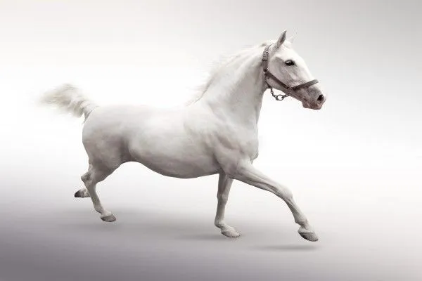 Caballo blanco en movimiento (6210)