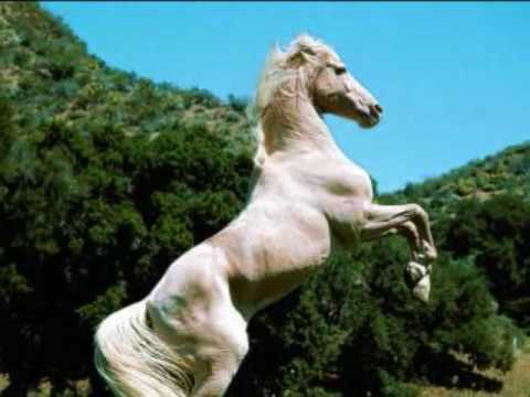 Caballo blanco - YouTube