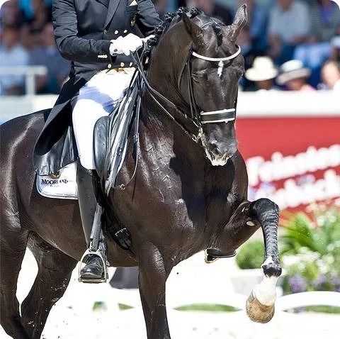 El Caballo mas Caro y Hermoso del Mundo