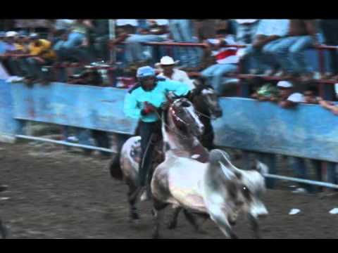 El caballo de las ciento y pico.. se despide del coleo.. - YouTube El caballo de las ciento y pico.. se despide del coleo.. - YouTube