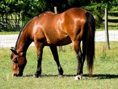 Un caballo comiendo pasto dibujo - Imagui