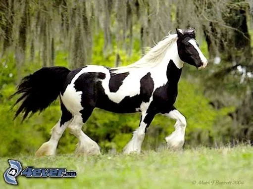 caballo-corriendo-137932.jpg