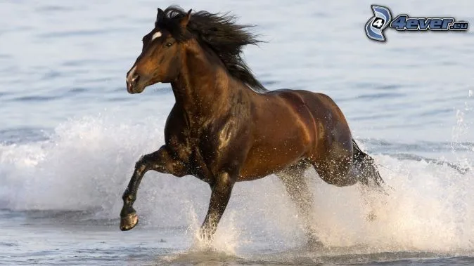 Caballo corriendo