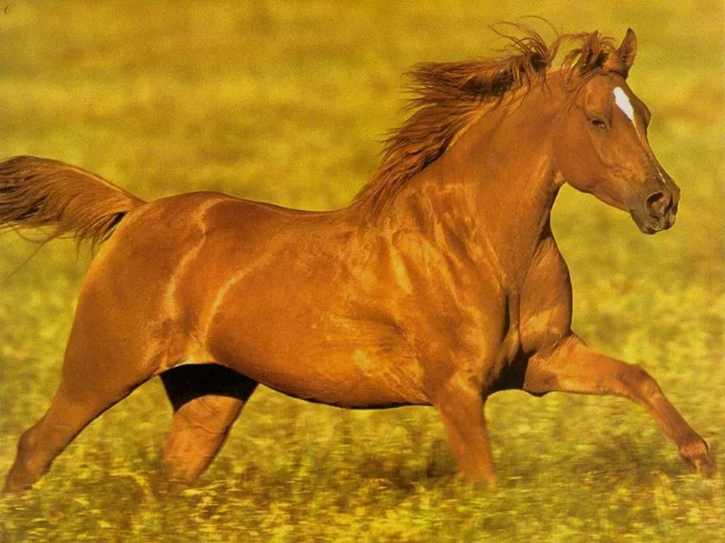 Caballos corriendo - Imagui