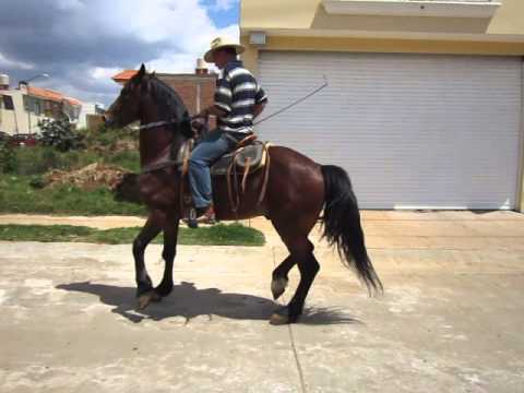caballo cuafrisian el leon bailando - YouTube