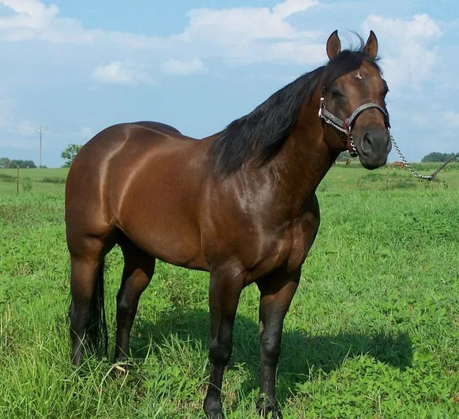 Caballos cuarto de milla puro - Imagui