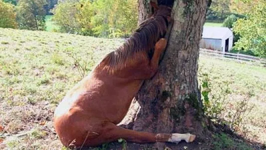 Caballos relinchando - Imagui