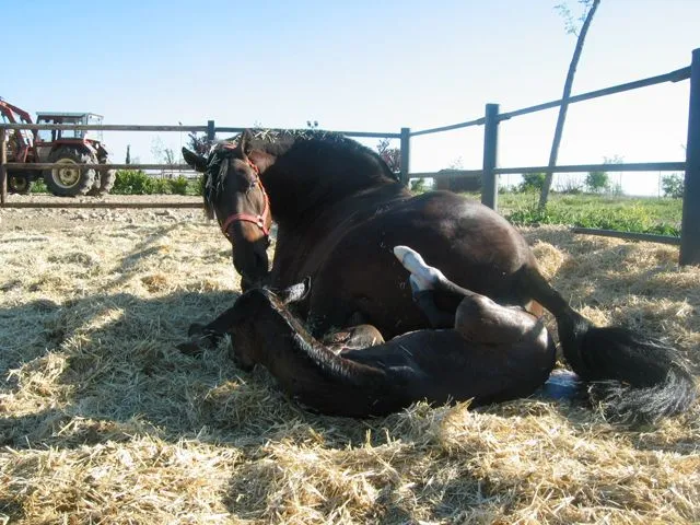 A caballo: Empecemos desde el principio...