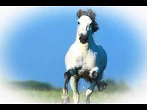 Caballo español el mejor del mundo - YouTube