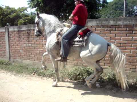 CABALLO ESPANOL EL PRINCIPE ALA VENTA - YouTube
