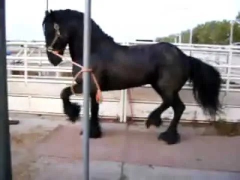 El Caballo Fino - YouTube