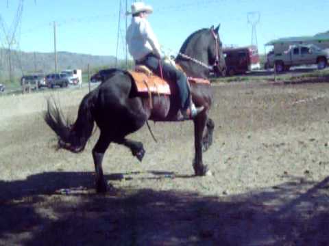 Caballo Friesian en fiesta privada - YouTube