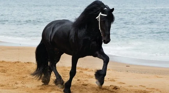 El caballo Frisón