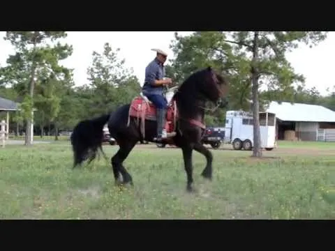 Caballo Frison Bailando Banda - Caballo Frison Bailando (Frisian Fries Caballo Frison Bailando Banda - Caballo Frison Bailando (Frisian Fries
