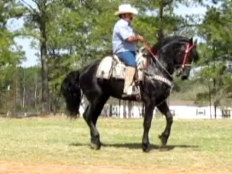 Caballo Frison Bailando Frisian Friesian Bailador El Pictures Caballo Frison Bailando Frisian Friesian Bailador El Pictures