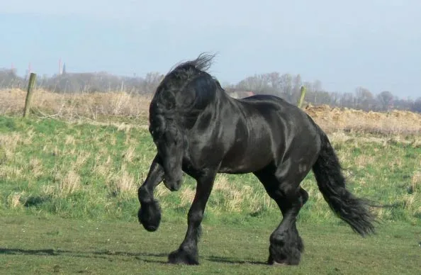 Caballo Frisón. Fotos del caballo Frisón