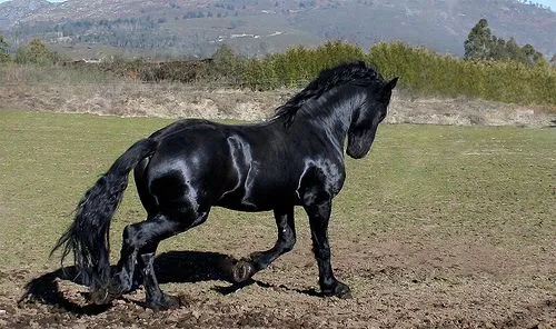 Caballos de Frisia