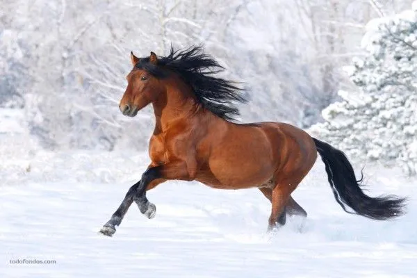 Caballo galopando por la nieve (1053)