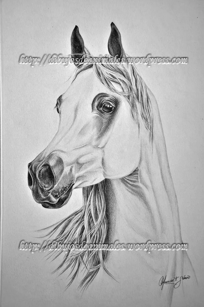 caballo a lapiz | Dibujos de Animales