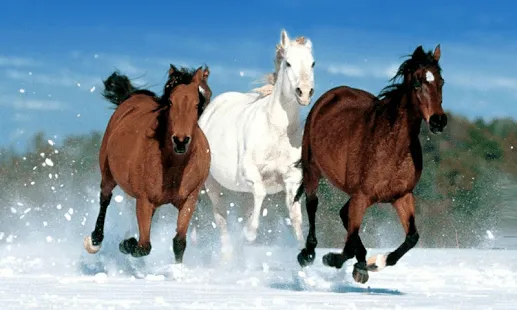 Caballo lindo Wallpapers - Aplicaciones de Android en Google Play