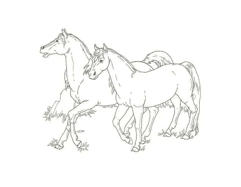 Dibujo de 2 caballos mustang para colorear - Colorear CABALLOS MUSTANG Dibujo de 2 caballos mustang para colorear - Colorear CABALLOS MUSTANG