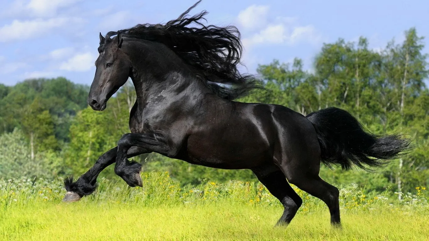 , caballo negro, un caballo, hierba, animales, foto Imágenes HD ...