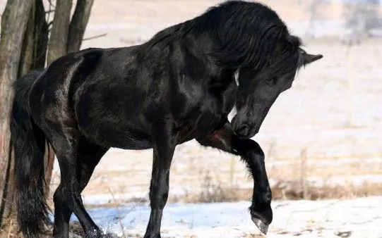 Caballo Negro - El fondo de escritorio perfecto está aquí. Caballo Negro - El fondo de escritorio perfecto está aquí.