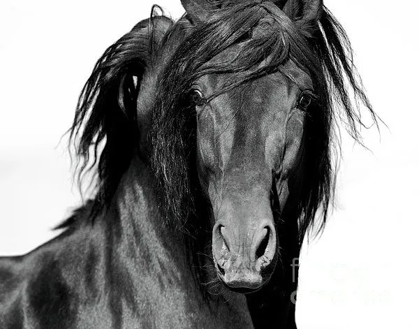 El Caballo Negro Photograph by Carol Walker - El Caballo Negro ... El Caballo Negro Photograph by Carol Walker - El Caballo Negro ...