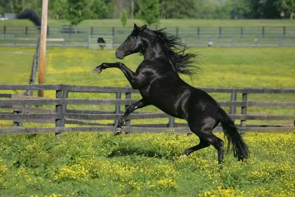 Caballo negro pura sangre (3641)