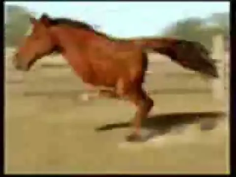 Caballo de dos patas - YouTube